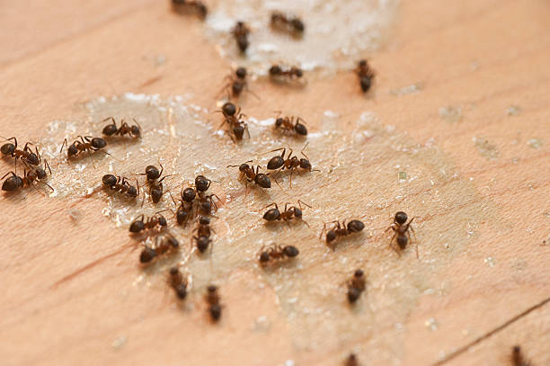 Best Commercial Pest Control Services  in Glen Rock, PA
